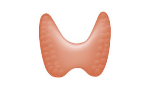 thyroid